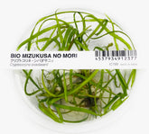 ADA 斯氏椒草 Cryptocoryne sivadasanii IC199